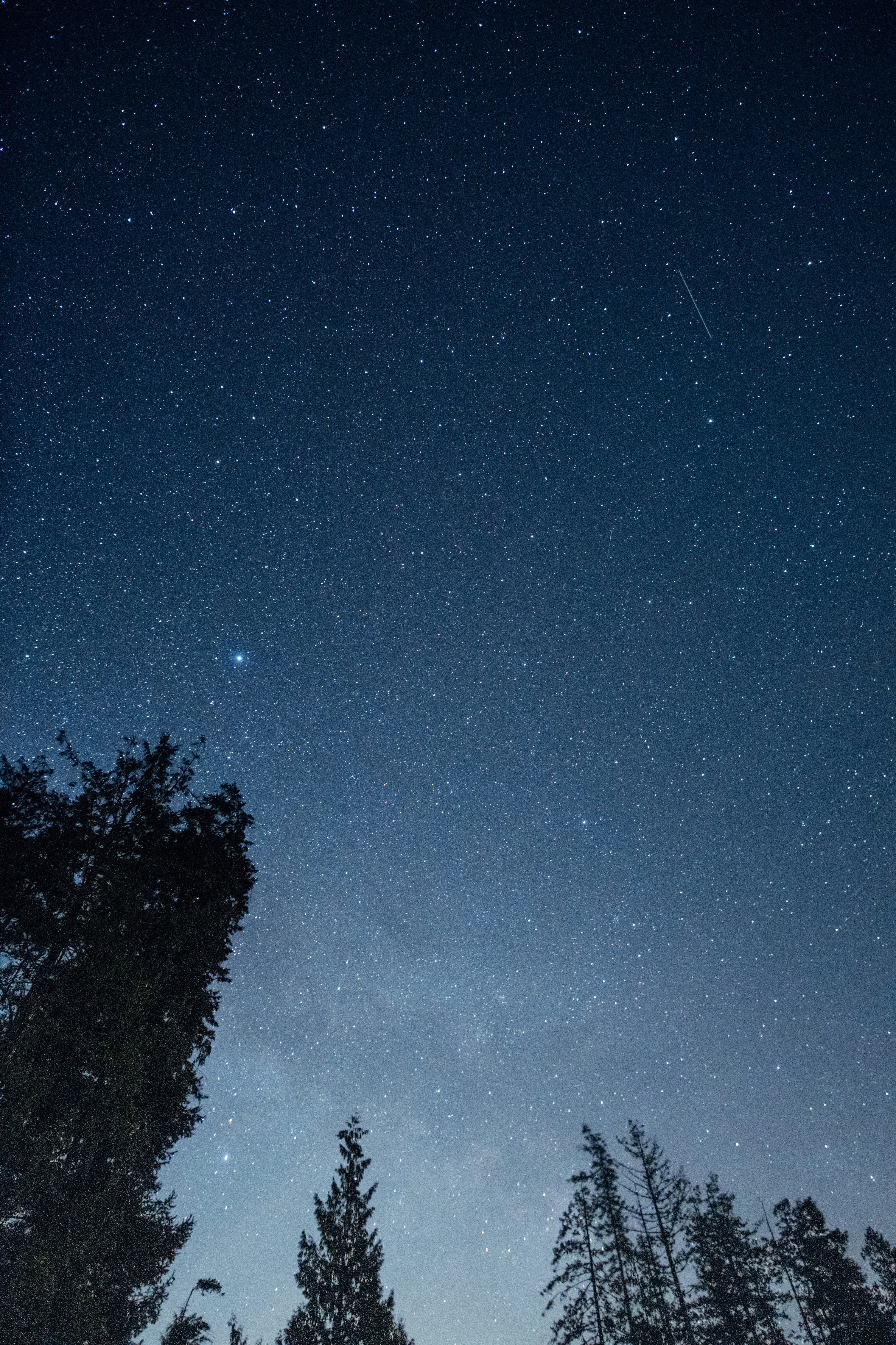 silhouette of trees under blue sky during night time